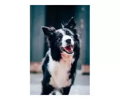 Dog Grooming Service in Yateley