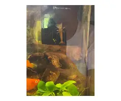 26 Topical tank fish for sale