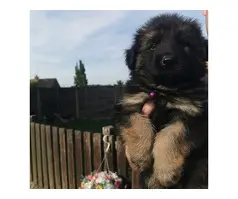 German shepherd puppies