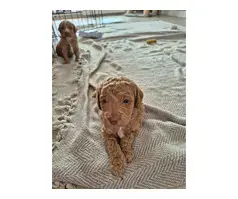 Beautiful Cockapoo