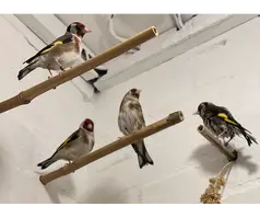 Goldfinches