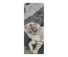 6 month male maine coon for sale