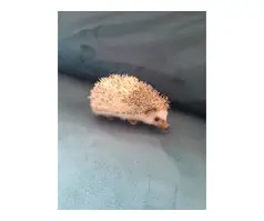 African pygmy hedgehogs for sale baby