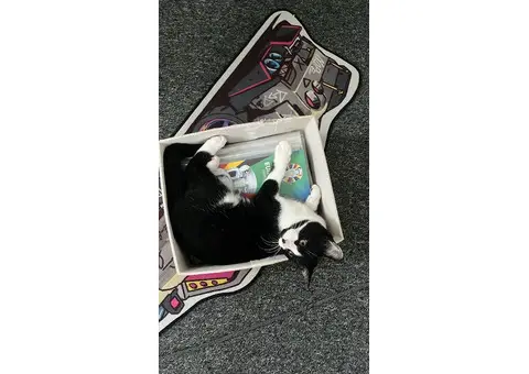 Neutered Siberian and Domestic Shorthair mix - 5/8