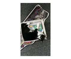 Neutered Siberian and Domestic Shorthair mix - 5
