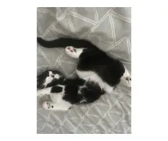 Neutered Siberian and Domestic Shorthair mix - 7