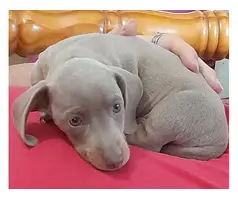 Miniature Dachshund puppies 9 weeks old - 2