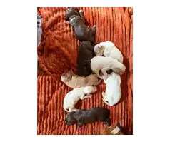 Sprocker Spaniel Puppies for Sale - 2
