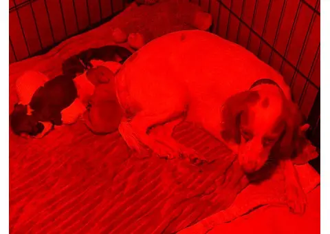 Sprocker Spaniel Puppies for Sale - 3/8