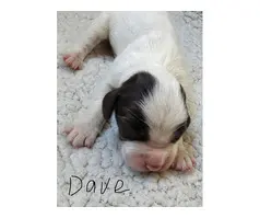 Sprocker Spaniel Puppies for Sale - 5