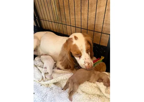 Sprocker Spaniel Puppies for Sale - 8/8
