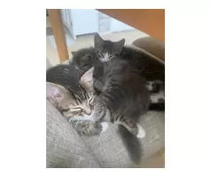 1 boy 1 girl tabby kittens