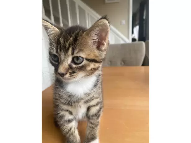 1 boy 1 girl tabby kittens - 2/9