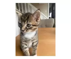 1 boy 1 girl tabby kittens - 2