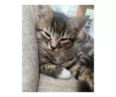 1 boy 1 girl tabby kittens - 3