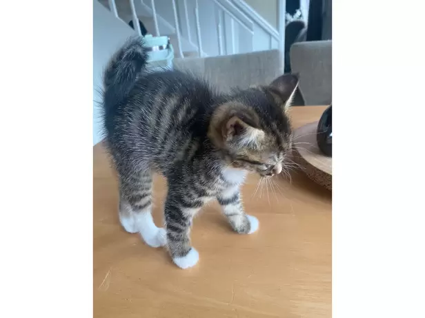 1 boy 1 girl tabby kittens - 4/9