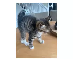 1 boy 1 girl tabby kittens - 4