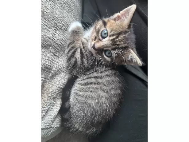 1 boy 1 girl tabby kittens - 5/9