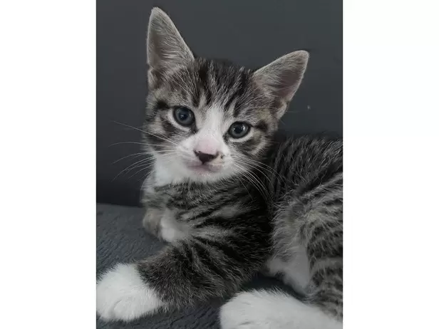 1 boy 1 girl tabby kittens - 6/9