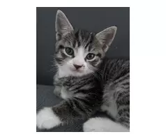 1 boy 1 girl tabby kittens - 6