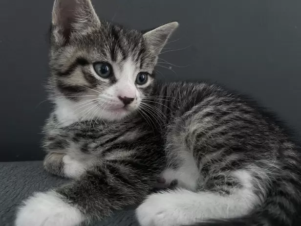 1 boy 1 girl tabby kittens - 7/9