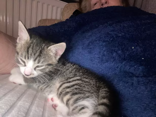 1 boy 1 girl tabby kittens - 8/9