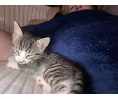 1 boy 1 girl tabby kittens - 8