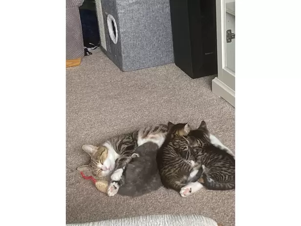 1 boy 1 girl tabby kittens - 9/9