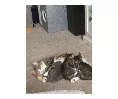 1 boy 1 girl tabby kittens - 9