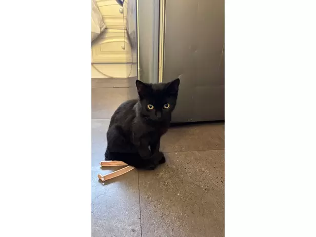 KITTEN LOOKING FOR LOVING HOME‼️🐈‍⬛ - 1/4