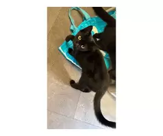 KITTEN LOOKING FOR LOVING HOME‼️🐈‍⬛ - 2