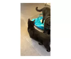 KITTEN LOOKING FOR LOVING HOME‼️🐈‍⬛ - 4