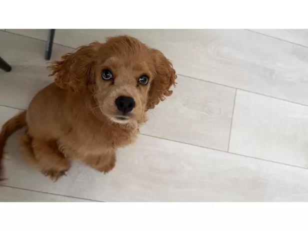 Sierra the cockapoo - 1/10