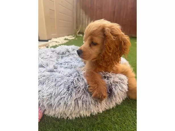 Sierra the cockapoo - 2/10