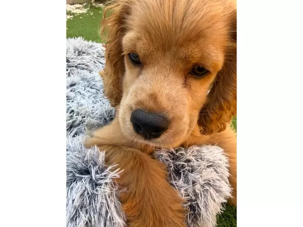 Sierra the cockapoo - 3/10