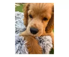 Sierra the cockapoo - 3