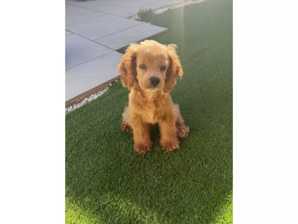 Sierra the cockapoo - 6/10