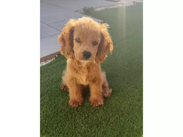 Sierra the cockapoo - 7/10