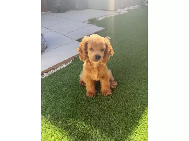 Sierra the cockapoo - 8/10
