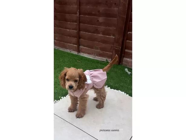 Sierra the cockapoo - 9/10