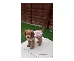 Sierra the cockapoo - 9