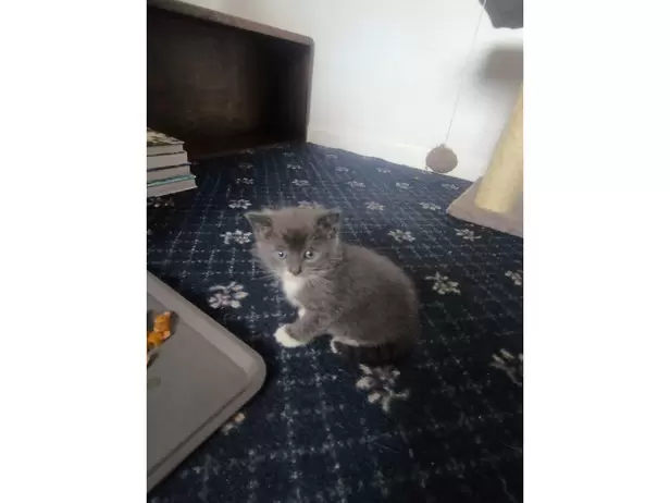 Three Lovely Female Kittens | Two Grey & One Ginger - 4/16