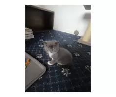 Three Lovely Female Kittens | Two Grey & One Ginger - 4