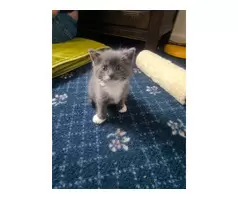 Three Lovely Female Kittens | Two Grey & One Ginger - 6