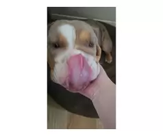 Beautiful 6-year-old English Bulldog looking for a forever home.