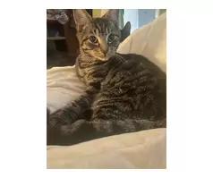 6months old tabby male