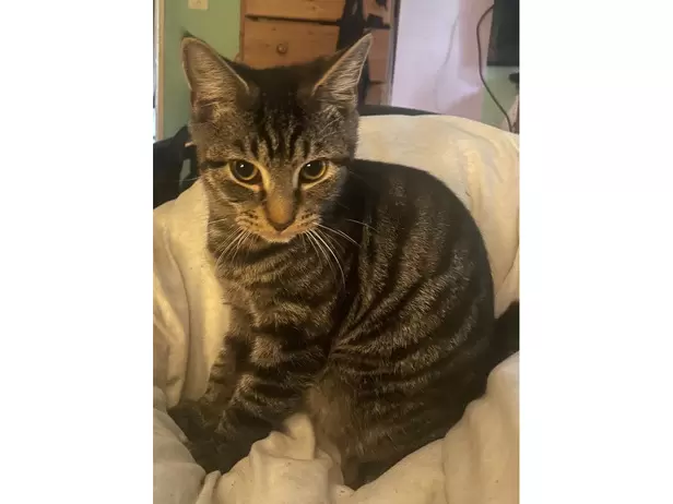 6months old tabby male - 2/2