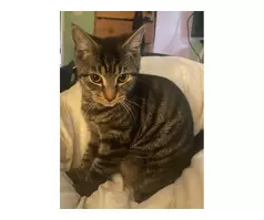 6months old tabby male - 2