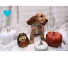 Beautiful cocker spaniel puppies