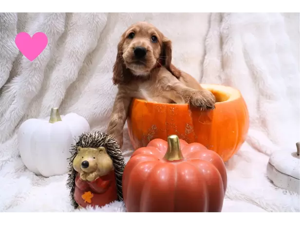 Beautiful cocker spaniel puppies - 1/6